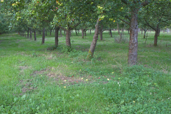 Verger de pommes